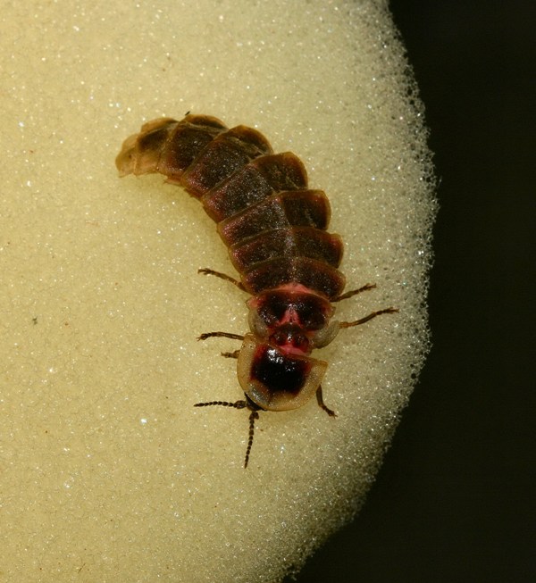 Lampyris sp. femmina
